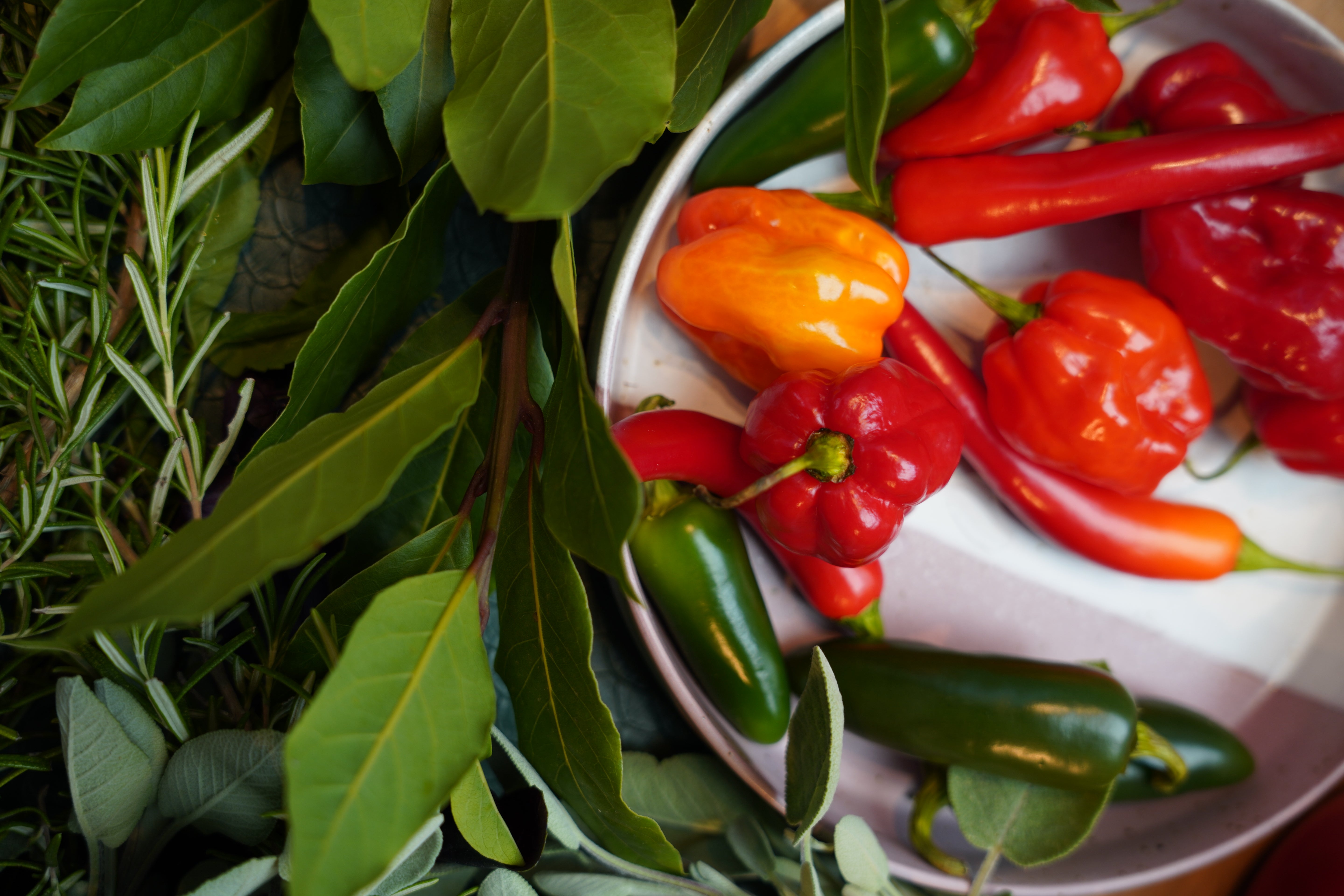 Haba Habanero
